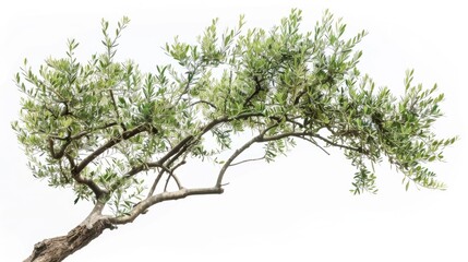 A small bonsai tree with green leaves stands out against a bright white sky