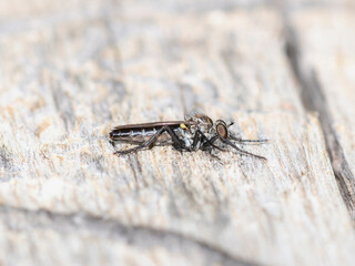 Wall Mural - A Robber fly Genus Coleomyia perched on weathered wood in Colorado