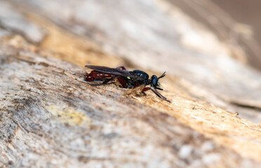 Wall Mural - A Robber fly Laphria felis perched on bark in Colorado during daylight