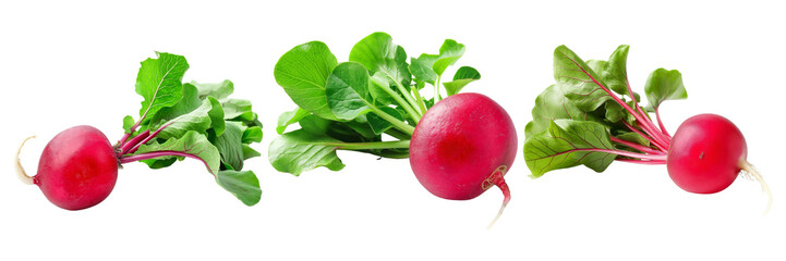 Wall Mural - Fresh radishes with leaves on transparent background