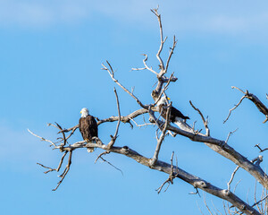 pair of bald eagles perched in dead tree on sunny day