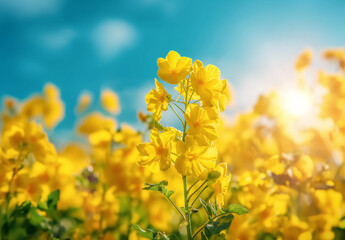 yellow flowers on sky