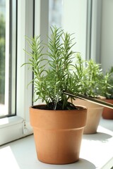 Wall Mural - Watering aromatic green rosemary at windowsill, closeup