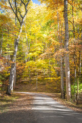 Wall Mural - road in autumn woods