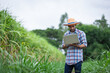 © kamonrat - Modern Farmer Using Laptop in Sugarcane Field, Integrating Technology for Crop Management and Agricultural Efficiency