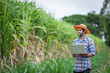 © kamonrat - Modern Farmer Using Laptop in Sugarcane Field, Integrating Technology for Crop Management and Agricultural Efficiency