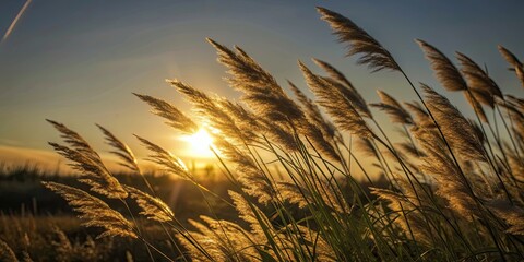 Poster - Grass fronds swaying in the golden light of sunset, nature, plants, outdoors, tranquil, evening, peaceful, scenic