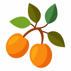 Wall Mural - Apricot fruit plants and leaves vector art Illustration on a white background