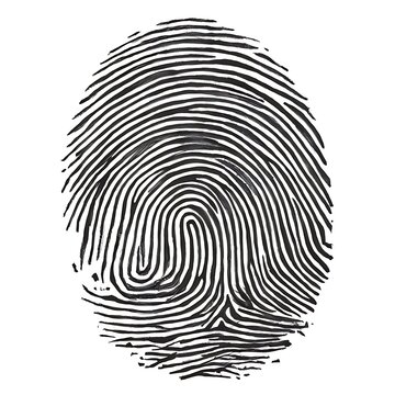 A captivating hand-drawn sketch of a human fingerprint. The intricate pattern is a maze of ridges and valleys, each line meticulously detailed.