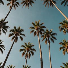 palm trees against blue sky