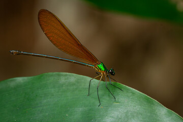 Wall Mural - A beautiful green metallic damselfly vestalis luctuosa perches on a green leaf, natural bokeh background	