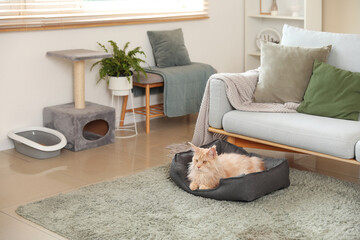 Wall Mural - Cute Maine Coon cat with litter box and scratching post lying in pet bed at home