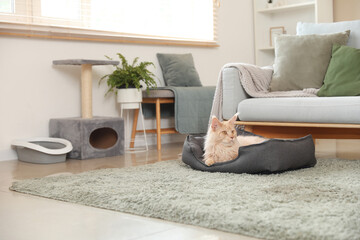 Sticker - Cute Maine Coon cat with litter box and scratching post lying in pet bed at home