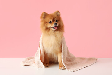 Wall Mural - Cute Pomeranian dog with towel after washing on pink background