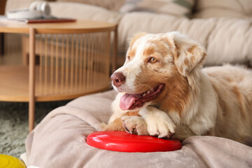 Poster - Cute Australian Shepherd dog with frisbee lying at home, closeup