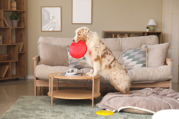 Canvas Print - Cute Australian Shepherd dog with frisbee at home