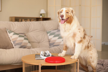 Poster - Cute Australian Shepherd dog with frisbee on table at home