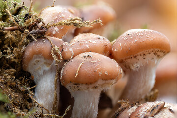 close-up of a group of tiny mushrooms (armillaria) standing together in moss