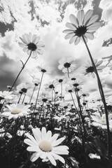 Canvas Print - Field of white flowers