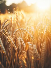 Poster - Sunset over field of wheat