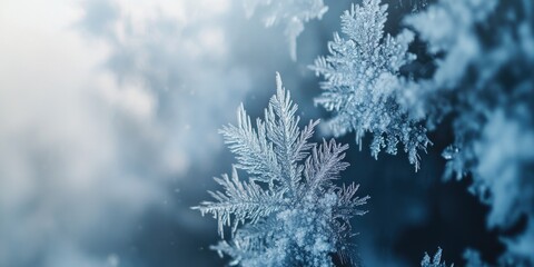 Canvas Print - Snow-covered plant