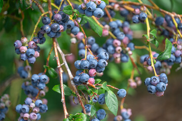 Wall Mural - close up on blueberry on branch with different color