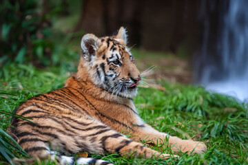 Wall Mural - tiger cub in the wild. baby animal in green grass on waterfall background
