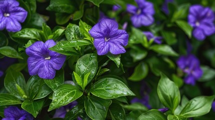 Canvas Print - Purple Ruellia flowers green leaves. Generative AI