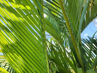 Beautiful of green tropical leaves