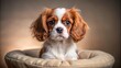 © Caitlin - Adorable Cavalier King Charles Spaniel puppy sitting on a luxurious cushion, looking directly at the camera with big brown eyes and a sweet expression.