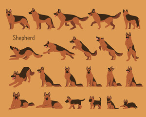 Wall Mural - a collection of various shepherd dog movements. flat vector illustration.