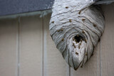 Large wasp nest on side of shed swarmed with wasps