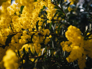 Poster - Yellow wattle flower