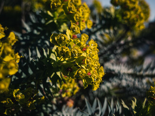 Sticker - Plants in the garden