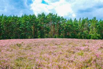 Wall Mural - purple or pink plant of a heather family (Ericaceae) or Erica