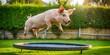 © sarinya - Funny pig jumping on trampoline in backyard with green lawn , pig, jumping, trampoline, backyard, green lawn, funny, playful