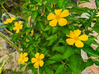 Wall Mural - Beautiful yellow flowers around leaves