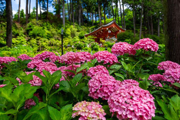 京都府宇治市の三室戸寺で見た、鮮やかなピンク色の紫陽花