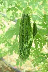 Bitter gourd or Green Bitter gourd hanging from a tree on a vegetable farm, ripe bitter gourd hanging from its vine within a greenhouse environment, Vegetable farm. Agriculture. Bitter gourd plant