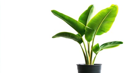 A healthy potted banana plant with lush green leaves, isolated on a clean white background, showcasing its vibrant growth.