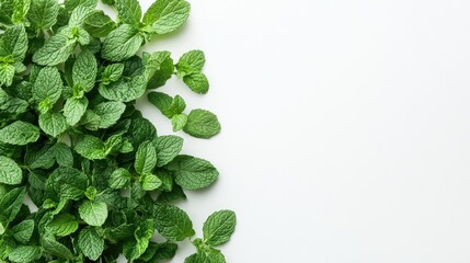 Top view of a bunch of fresh mint leaves arranged neatly on a white background with space for text