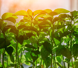 Lush Green Leaves Bathed in Golden Sunlight