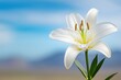 © Autaporn - A beautiful white lily bloom set against a serene blue sky, symbolizing purity and tranquility in nature.