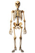 © john - human skeleton isolated on transparent background ,fullbody skeleton anatomy png ,