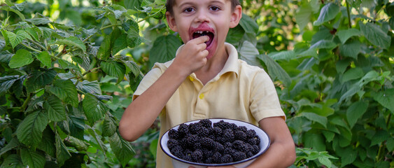 Wall Mural - a boy picks and eats blackberries. Selective focus