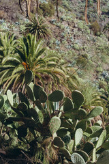 scenic road with cacti in the national park near the Teide volcano