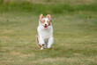 © OlgaOvcharenko - Australian Shepherd Dog Running on Grassy Field