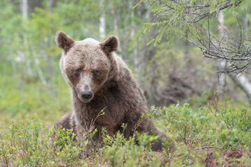 Wall Mural - Bear sits cautiously among the greenery in forest, displaying a wary expression while observing its surroundings