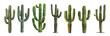 © EvgeniiasArt - Set of Saguaro Cactus plants Cacti on white transparent background
