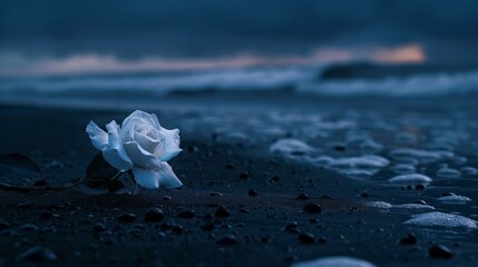 Poster - In the stillness of a black-sand beach at night, a lone rose flower blooms, illuminated by the moonlight.